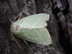 Bena bicolorana