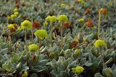 Eriogonum diclinum