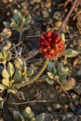 Eriogonum diclinum
