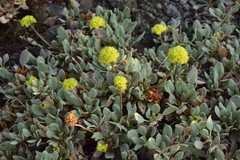 Eriogonum diclinum