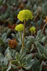 Eriogonum diclinum