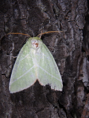 Bena bicolorana