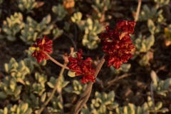Eriogonum diclinum