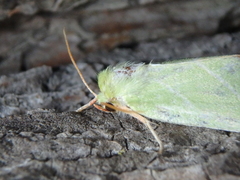 Bena bicolorana