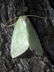 Bena bicolorana