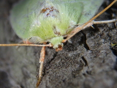 Bena bicolorana