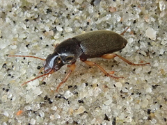 Harpalus griseus