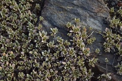 Eriogonum diclinum