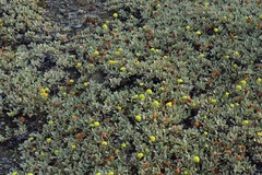 Eriogonum diclinum