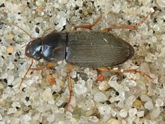Harpalus griseus