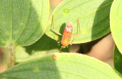 Hyalopeplus spinosus