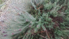 Acrotriche serrulata