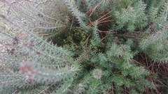 Acrotriche serrulata