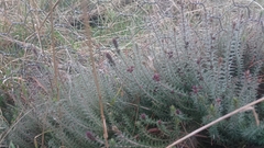 Acrotriche serrulata