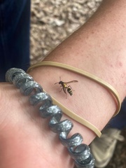 Polybia occidentalis bohemani