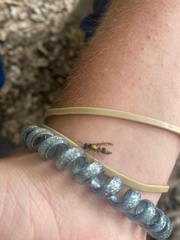 Polybia occidentalis bohemani