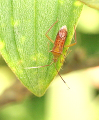 Hyalopeplus spinosus