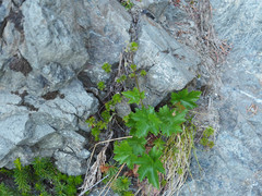 Heuchera glabra