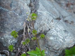 Heuchera glabra