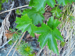 Heuchera glabra