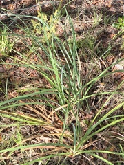 Cyperus ligularis image