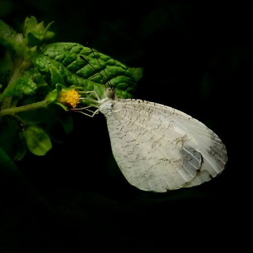 Psyche photo 4