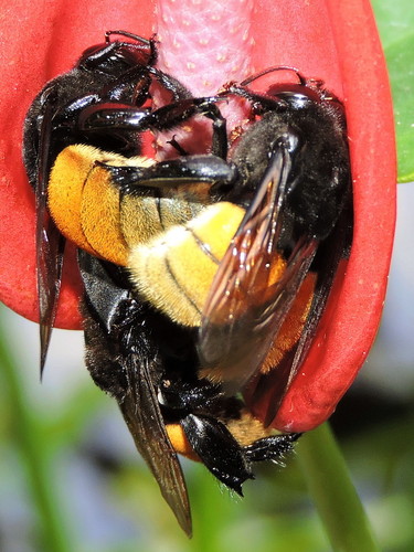 Eulaema polychroma