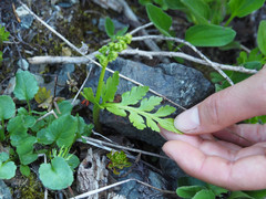 Botrychium pinnatum image