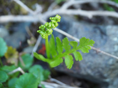 Botrychium pinnatum image