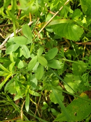 Trifolium aureum