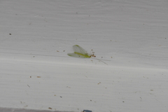 Chrysopa quadripunctata