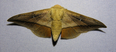Gonogramma lemoulti