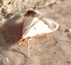 Pseudonoorda rubricostalis