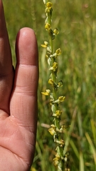 Platanthera yosemitensis