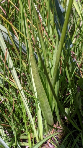Image of Platanthera yosemitensis by (c) My-Lan Le, some rights reserved (CC BY)