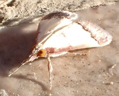 Pseudonoorda rubricostalis