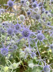 Eryngium planum