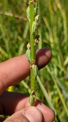 Platanthera yosemitensis