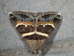 Grammodes stolida
