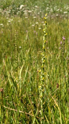 Image of Platanthera yosemitensis by (c) My-Lan Le, some rights reserved (CC BY)