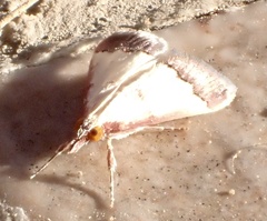 Pseudonoorda rubricostalis