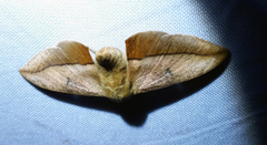 Gonogramma lemoulti