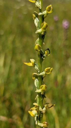 Image of Platanthera yosemitensis by (c) My-Lan Le, some rights reserved (CC BY)