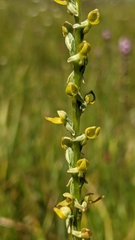 Platanthera yosemitensis
