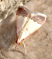 Pseudonoorda rubricostalis