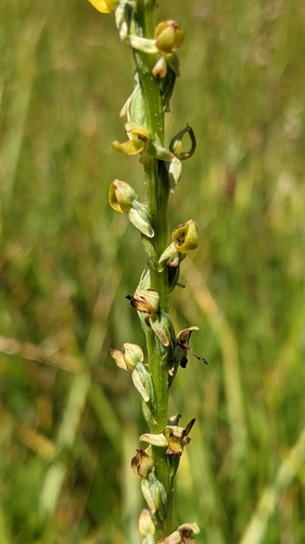 Image of Platanthera yosemitensis by (c) My-Lan Le, some rights reserved (CC BY)