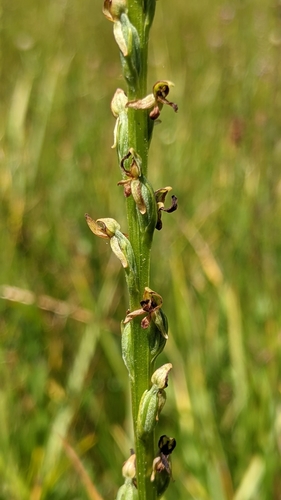 Image of Platanthera yosemitensis by (c) My-Lan Le, some rights reserved (CC BY)