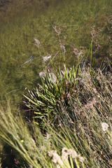 Isolepis rubicunda