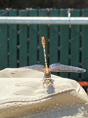 Erpetogomphus compositus