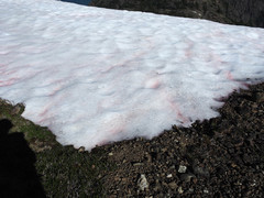 Chlamydomonas nivalis